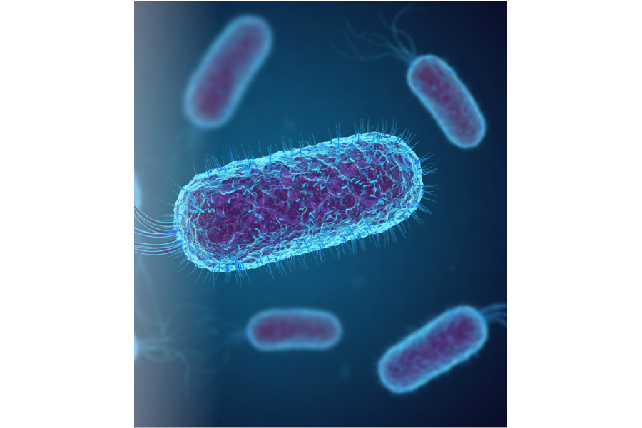 [News from FACE] Round table about E.Coli STEC
